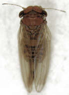 Image of Tristania psyllid