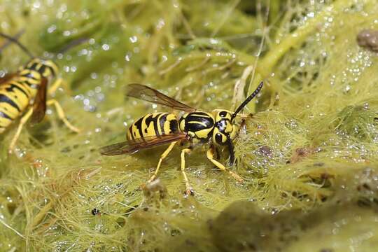 Image of Vespula sulphurea (de Saussure 1854)