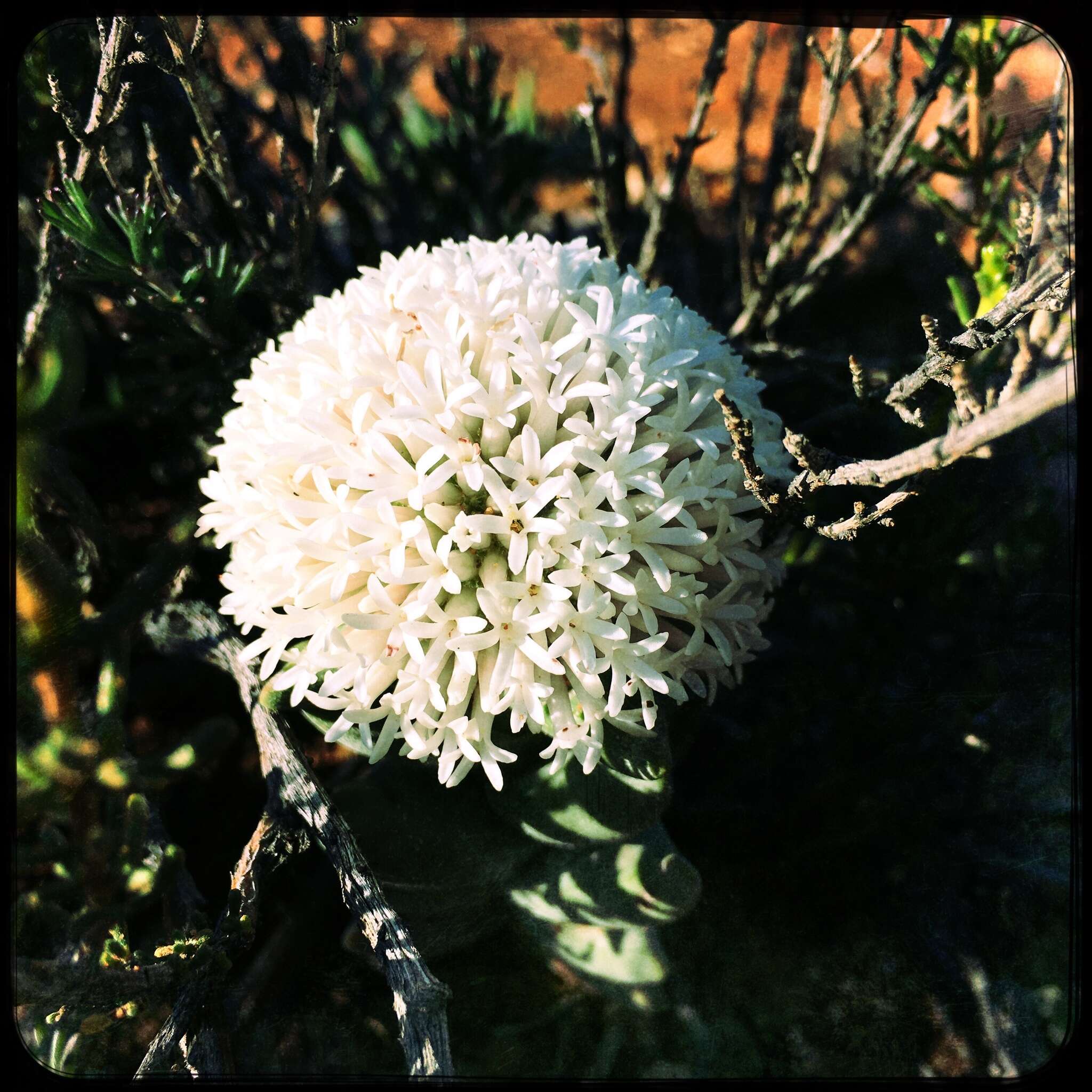 Image of Crassula congesta N. E. Br.