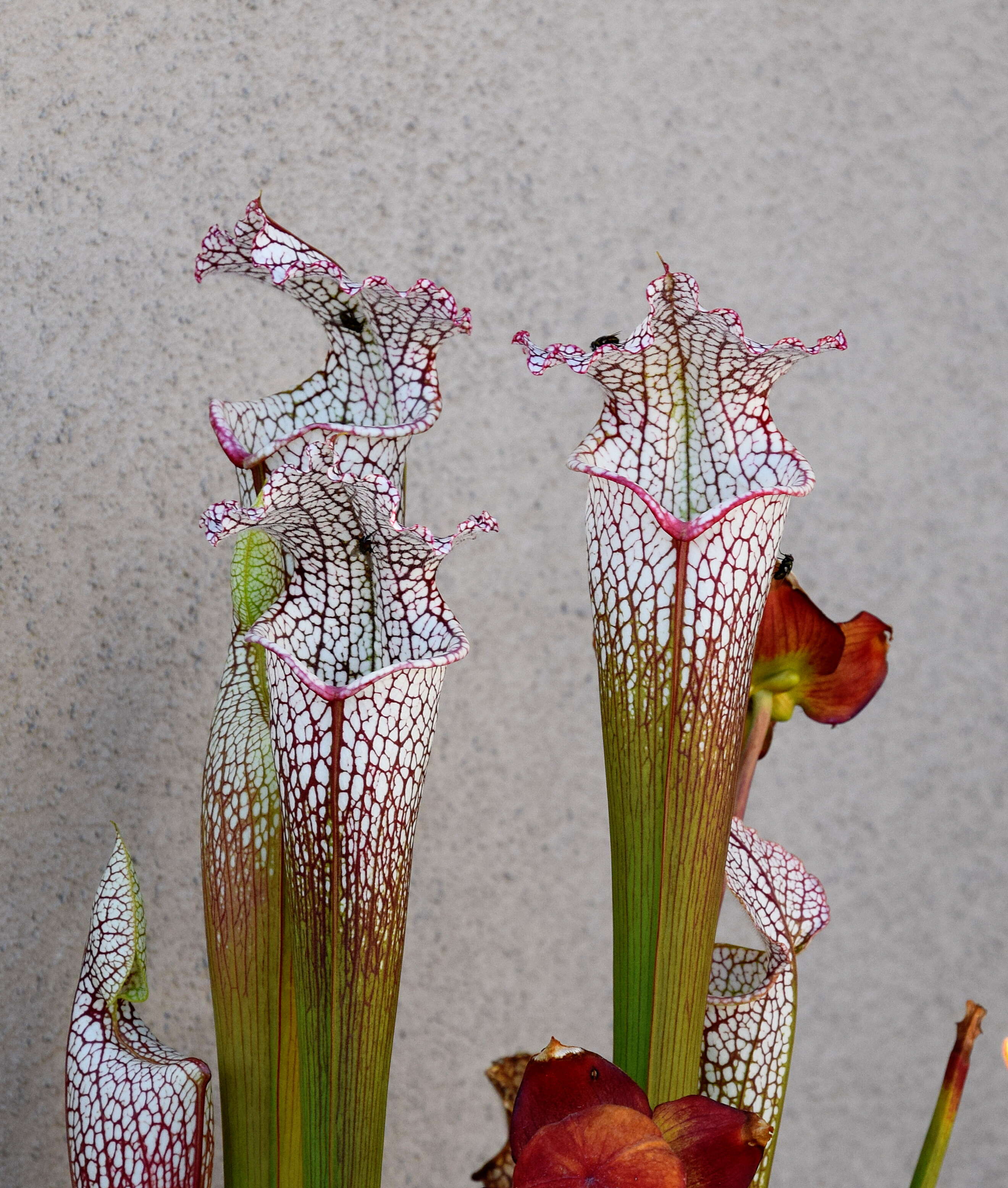 Image of crimson pitcherplant