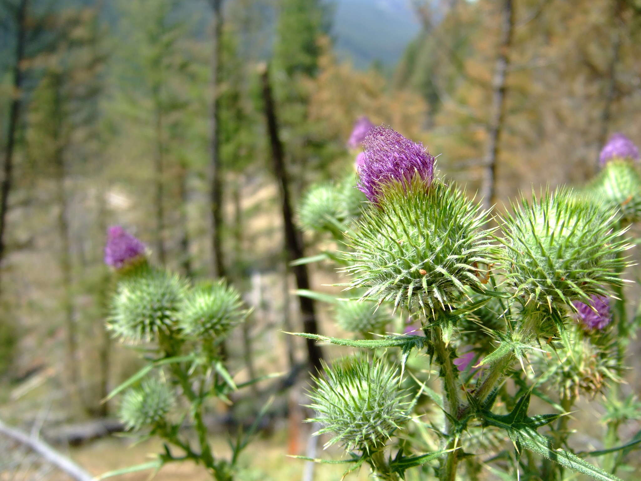 Image of Spear Thistle