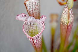 Image of crimson pitcherplant