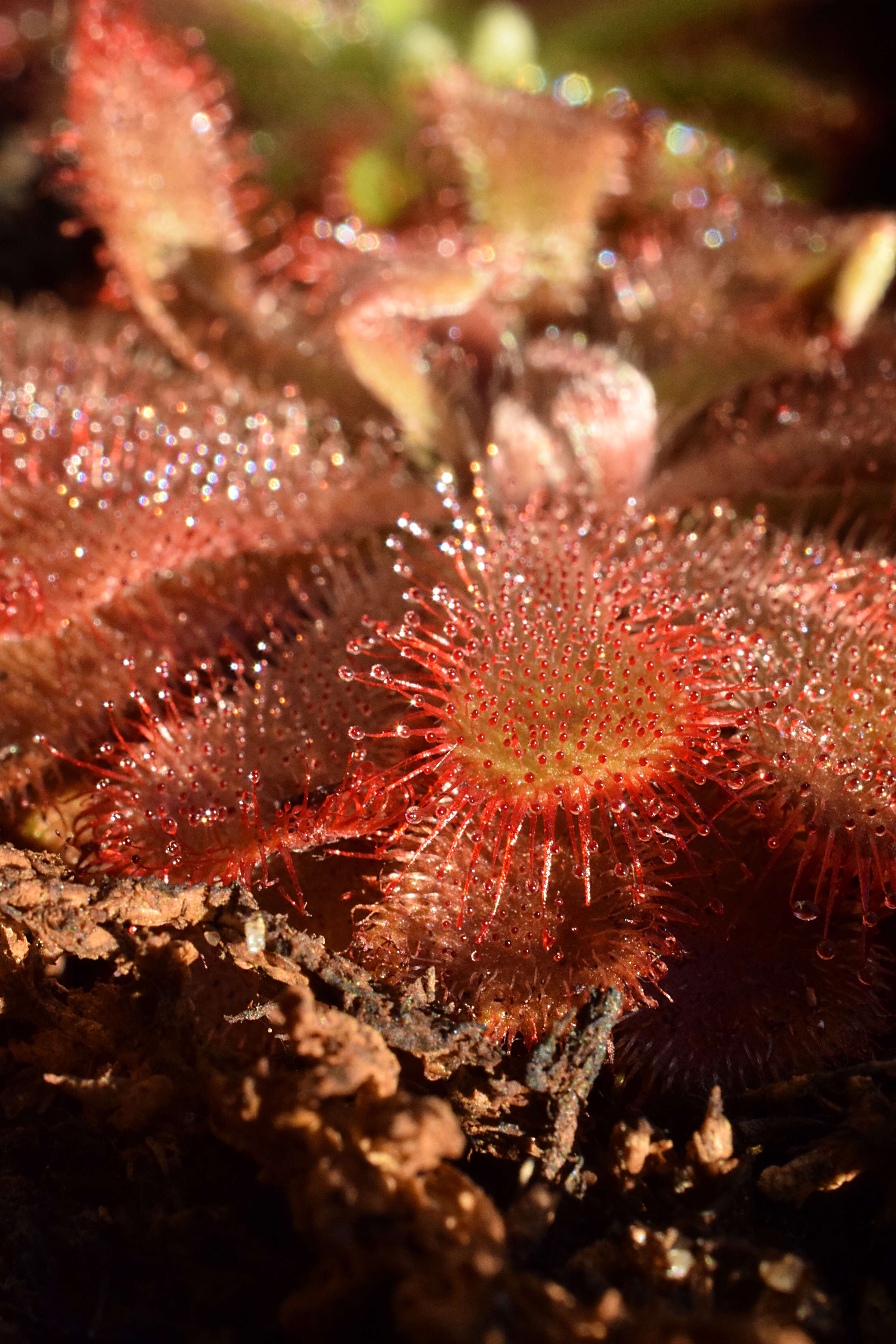 Image of Australian sundew