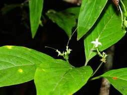 Image of Chomelia malaneoides Müll. Arg.