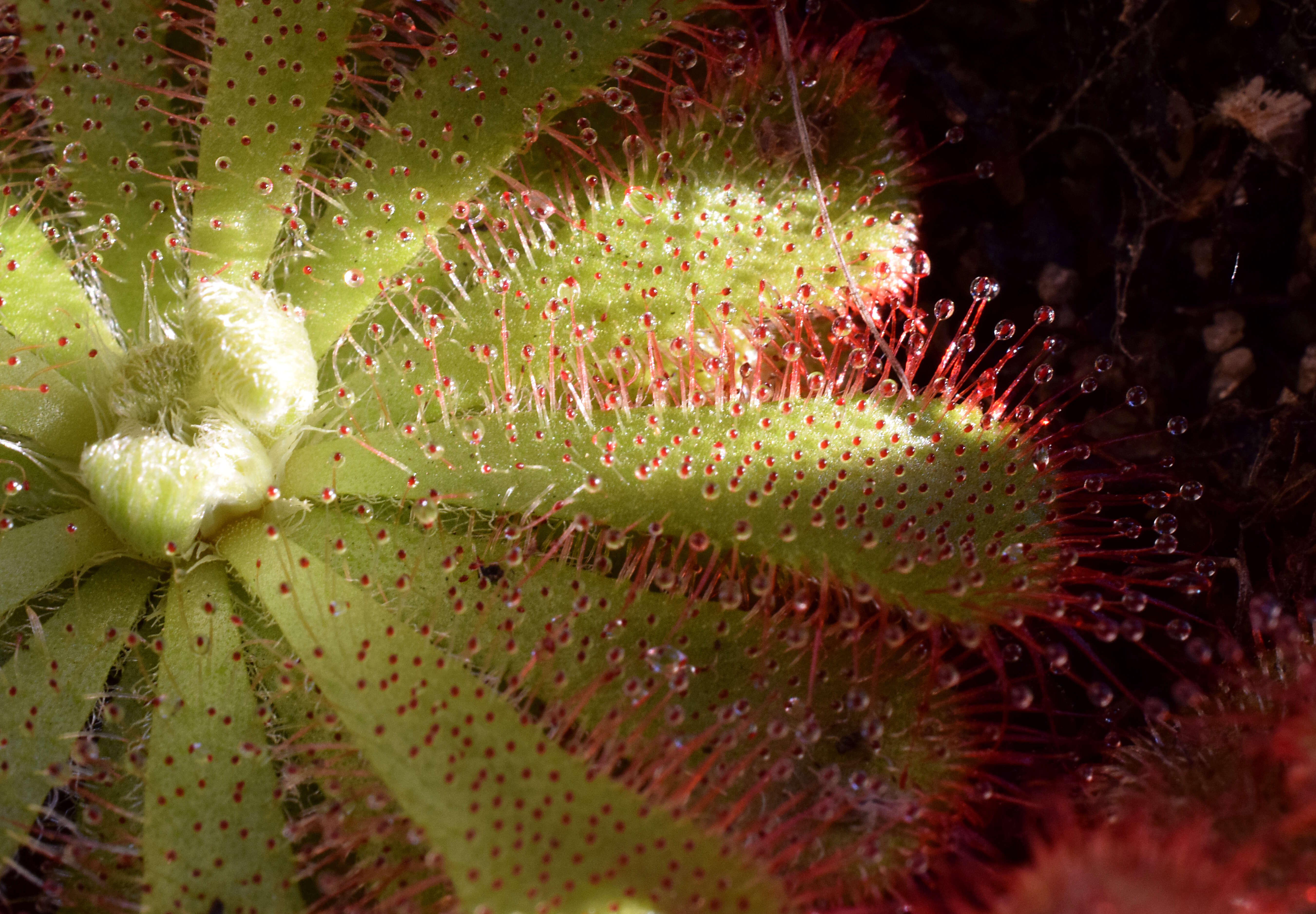 Image of Australian sundew