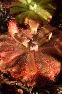 Image of Australian sundew