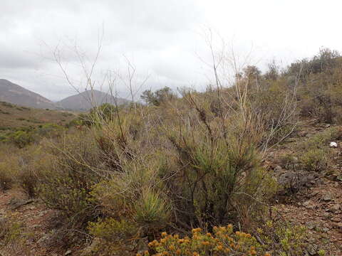 Image of Anginon swellendamense (Ecklon & Zeyher) B. L. Burtt