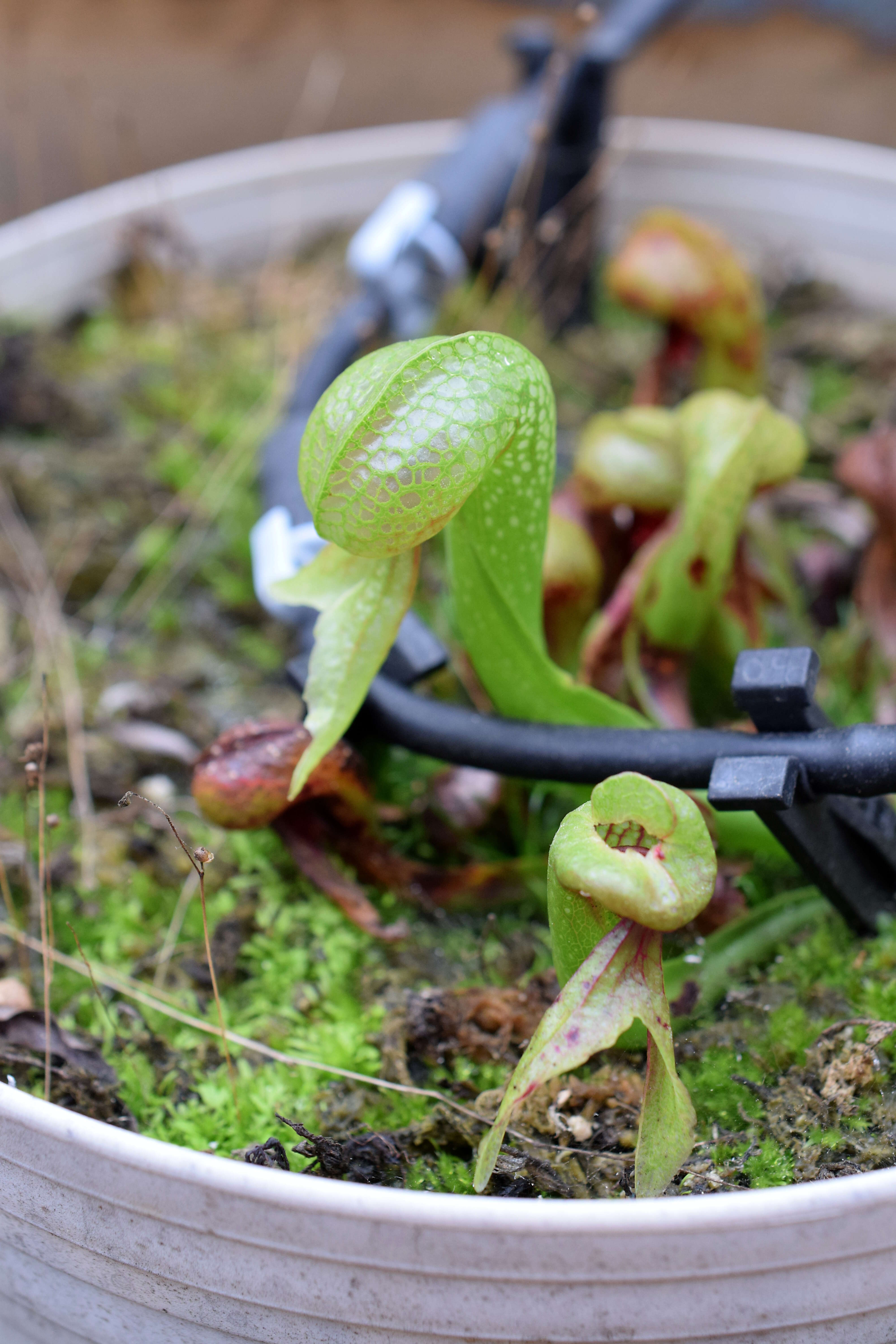 Image of California pitcherplant