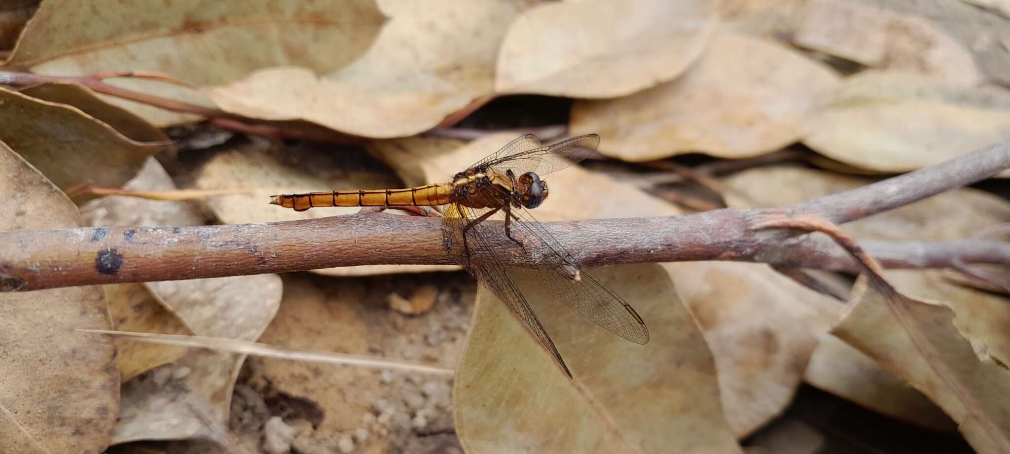 Image of Orthetrum azureum (Rambur 1842)