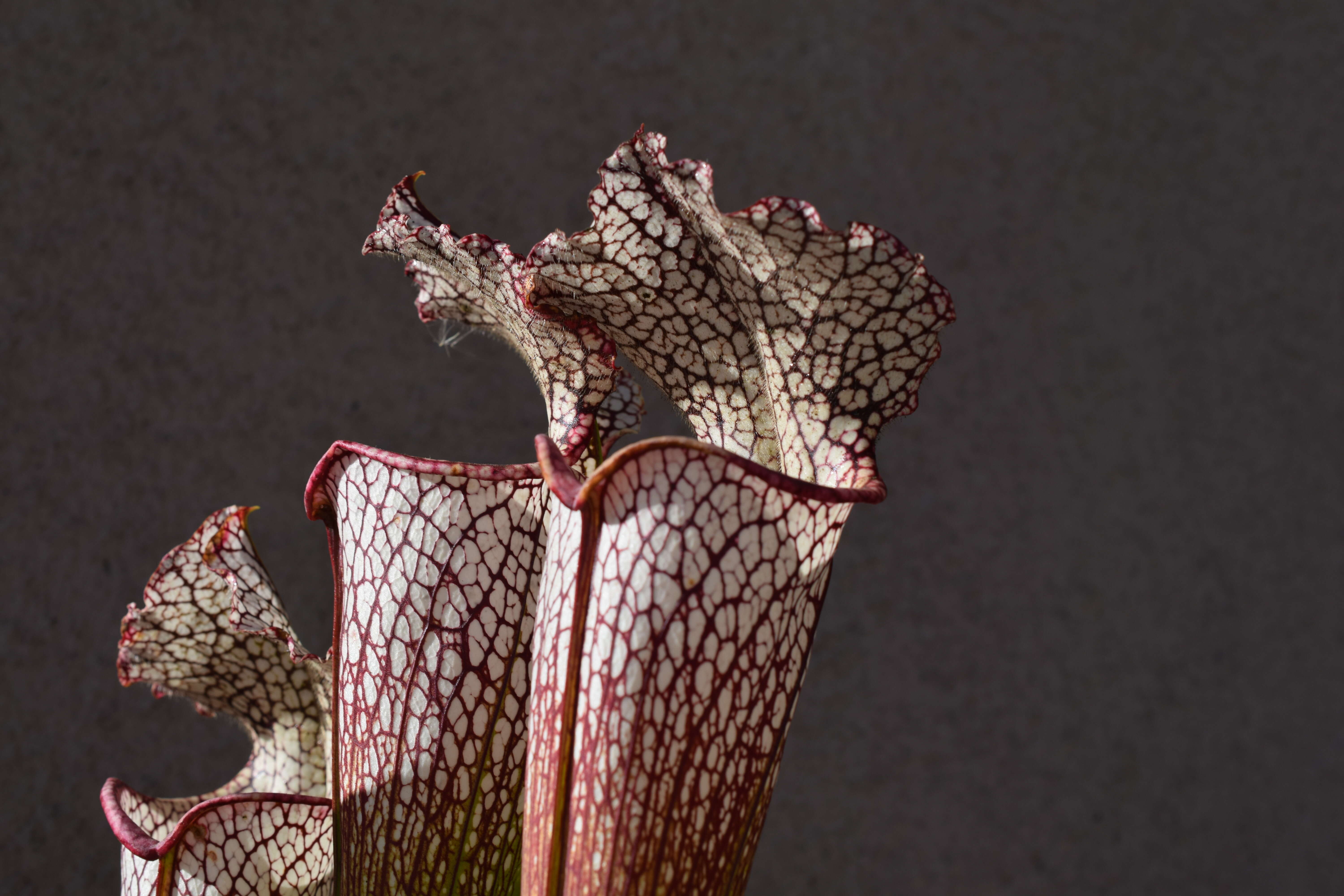 Image of crimson pitcherplant