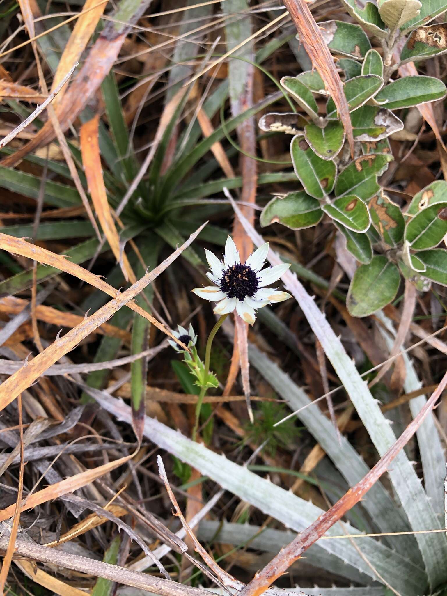 Image de Eryngium humile Cav.