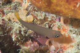 Plancia ëd Pseudochromis marshallensis Schultz 1953