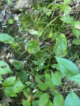 Image of Houstonia longifolia var. tenuifolia (Nutt.) Alph. Wood