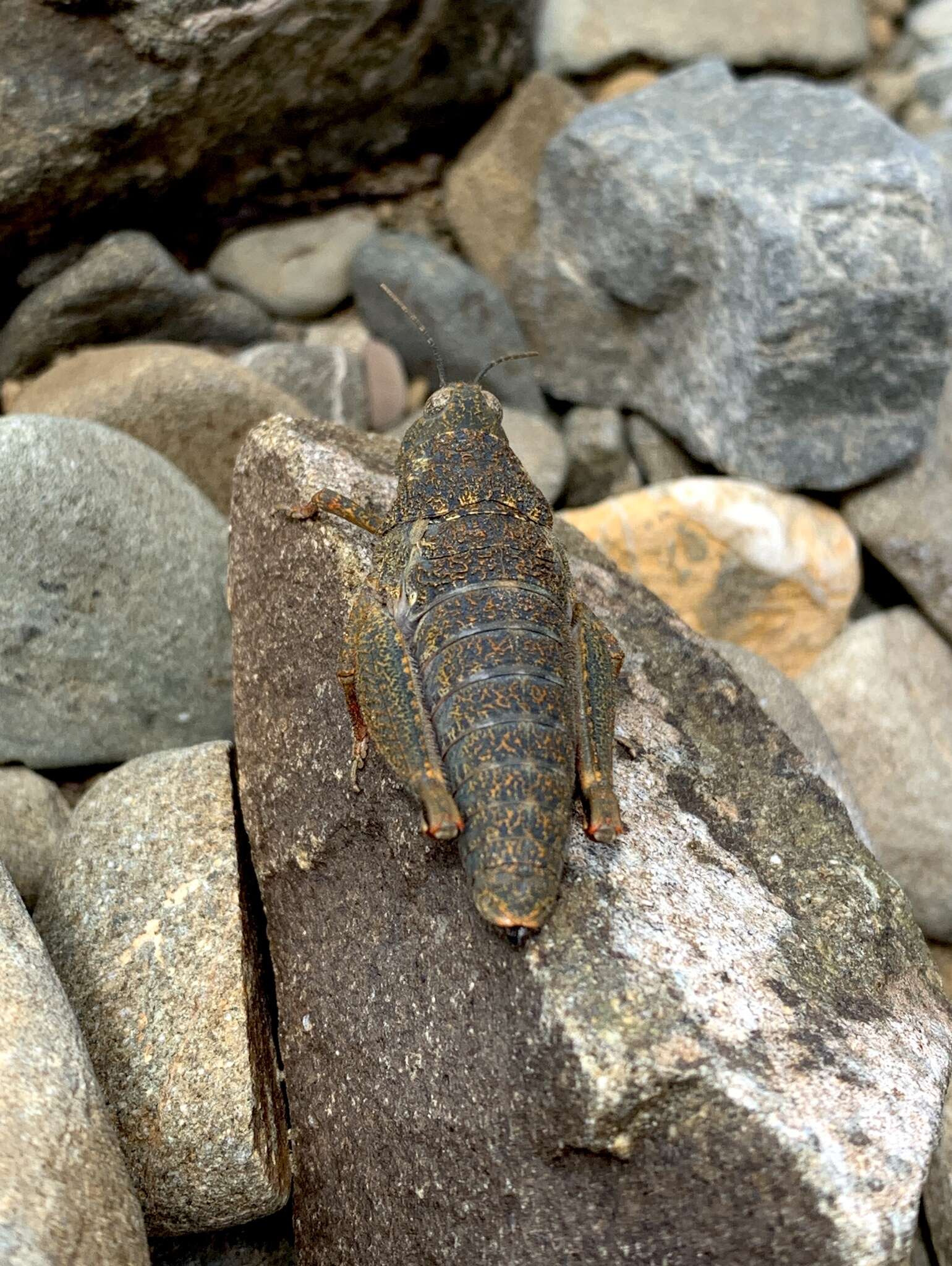 Image de Brachaspis robustus Bigelow 1967