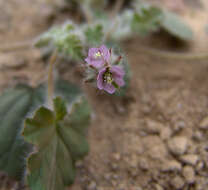 Image of Monsonia heliotropioides (Cav.) Boiss.