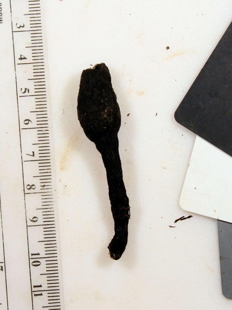 Image of Xylaria ellisii