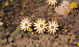 Image de Osteospermum pinnatum (Thunb.) Norlindh