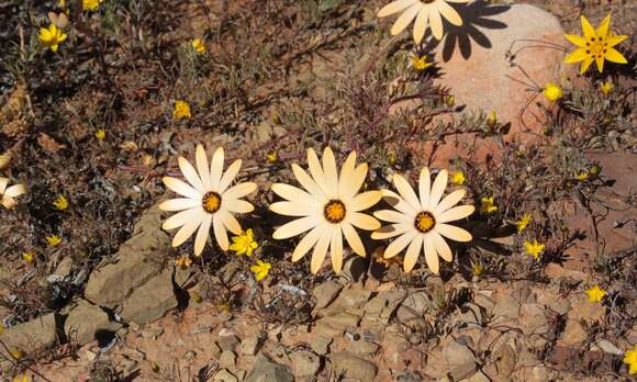 Image de Osteospermum pinnatum (Thunb.) Norlindh