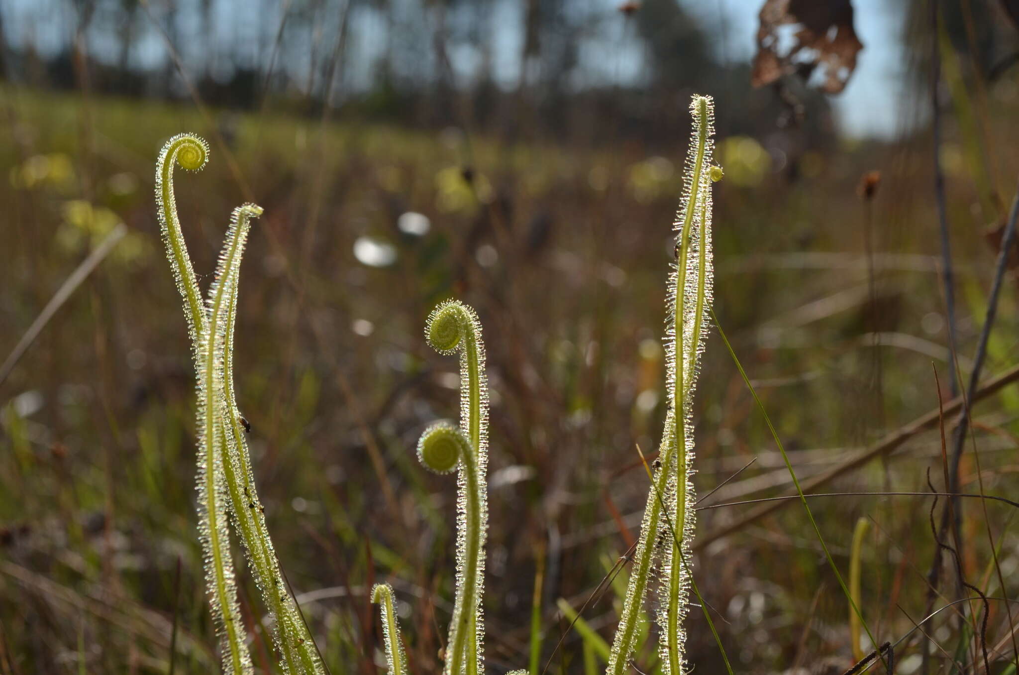 Drosera filiformis var. tracyi (Macf. ex Diels) Diels的圖片