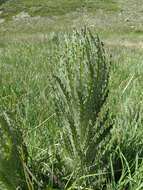 Image of Elk Thistle