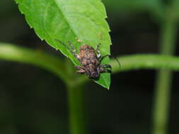 Image of Desisa variabilis (Schwarzer 1925)