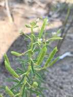 Image of James' clammyweed