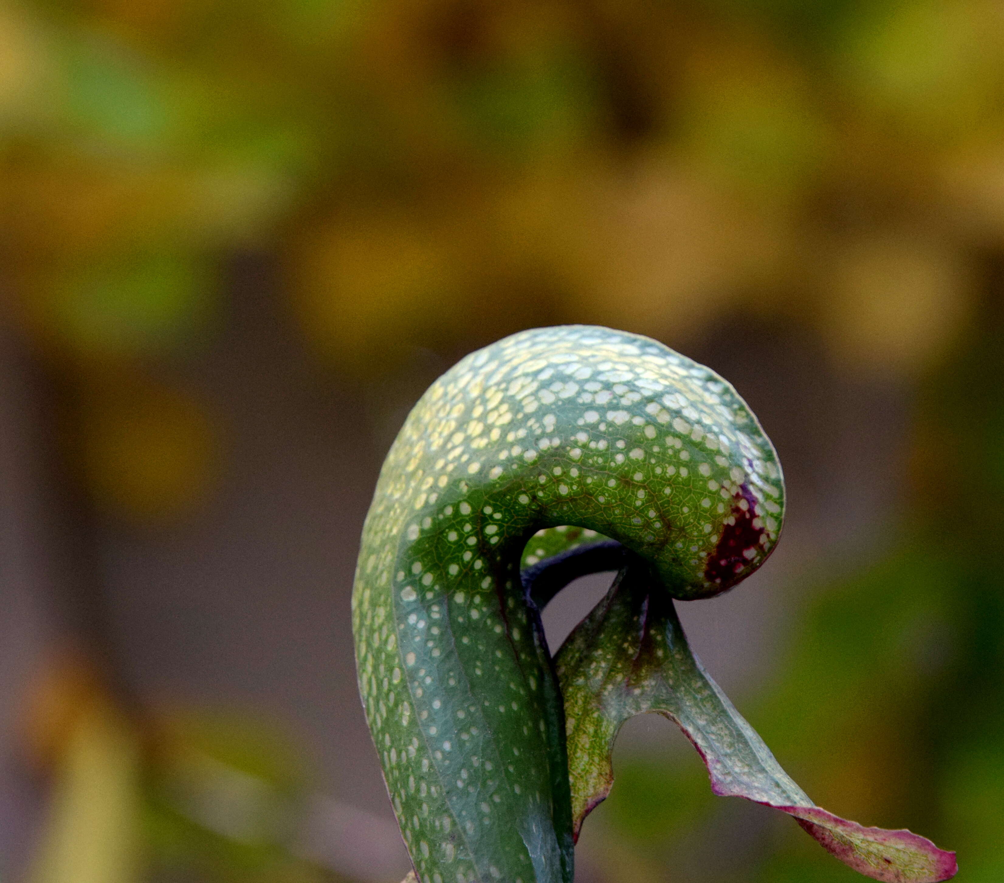 Image of California pitcherplant