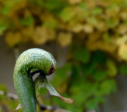 Image of California pitcherplant