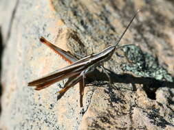 Image of Mermiria texana Bruner & L. 1889