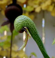 Image of California pitcherplant