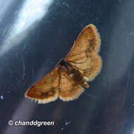 Image de Idaea chotaria Swinhoe 1886