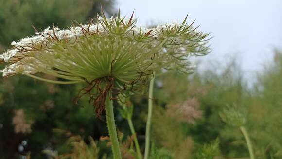 Image of Daucus carota subsp. azoricus Franco