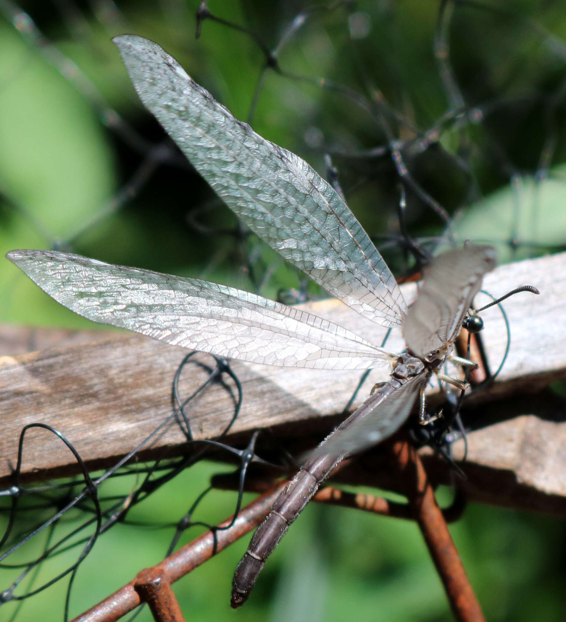 Image de Myrmeleon (Myrmeleon) exitialis Walker 1853