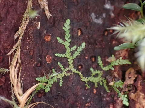 Image of Radula obtusiloba Steph.