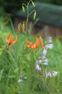 Image of Lilium leichtlinii var. maximowiczii (Regel) Baker