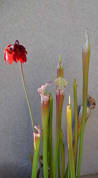 Image of crimson pitcherplant