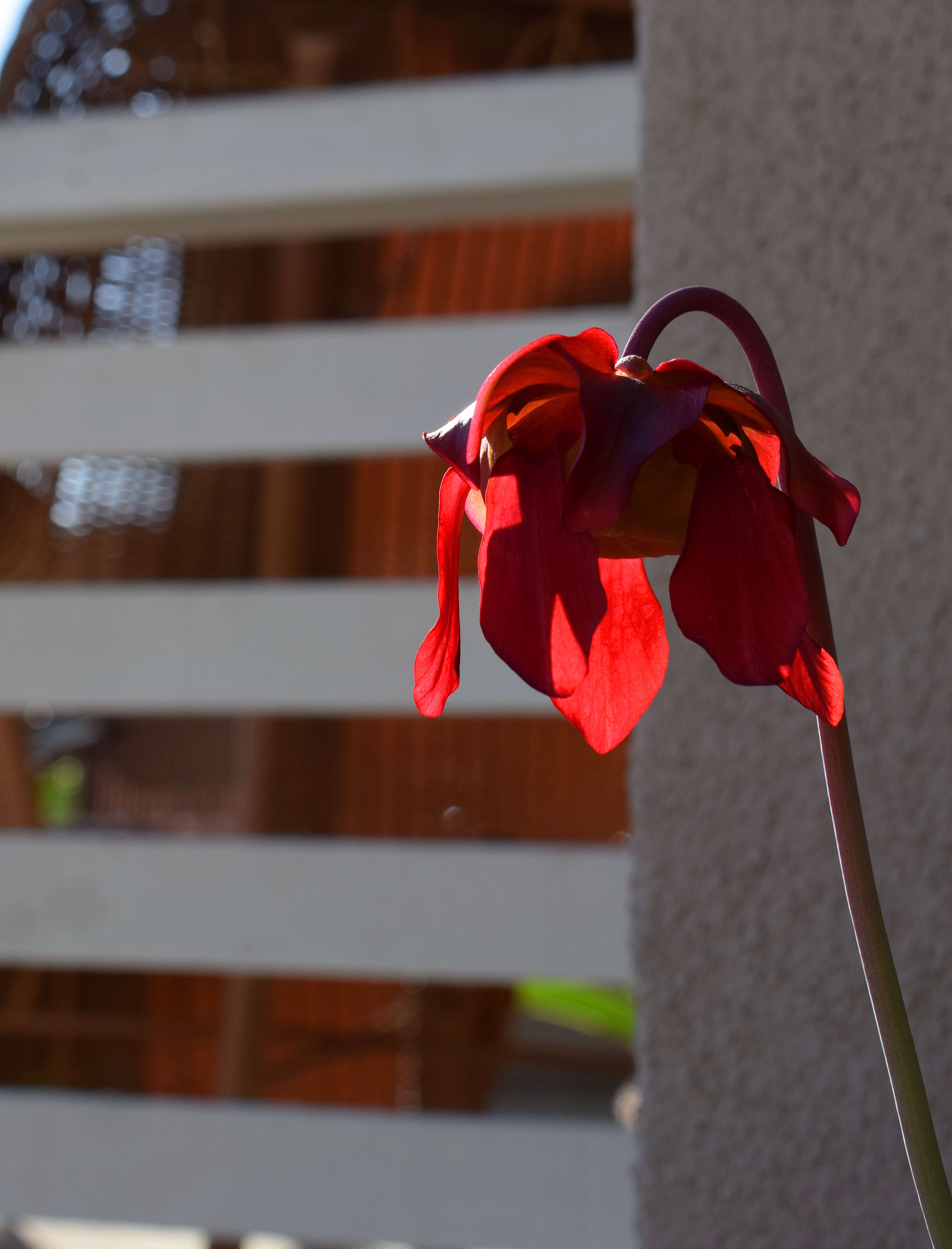 Image of crimson pitcherplant