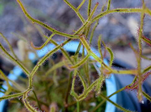 Image of Drosera binata Labill.