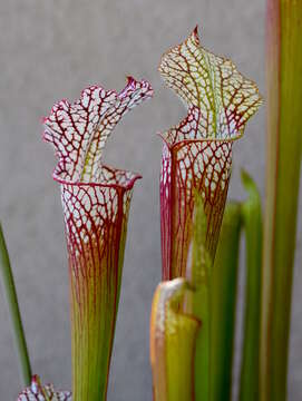 Image of crimson pitcherplant