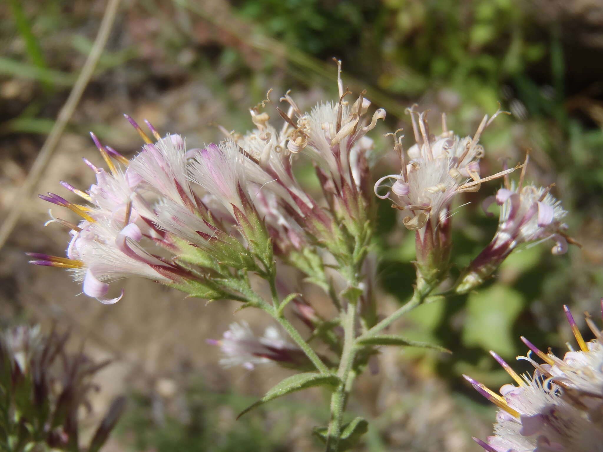 Image of Thurber's desertpeony