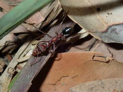 Image of Myrmecia comata Clark 1951