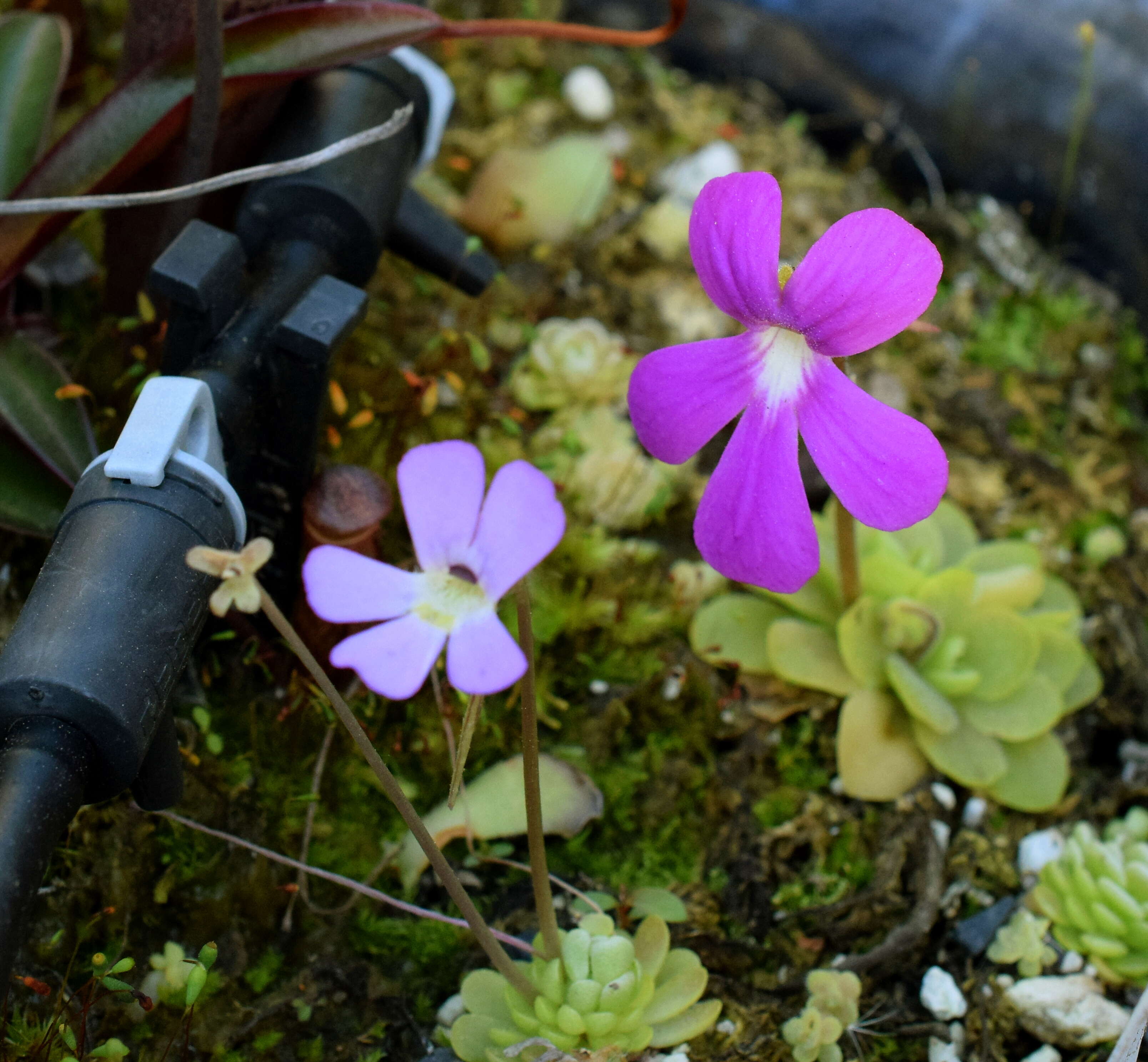 Image of Pinguicula esseriana B. Kirchner