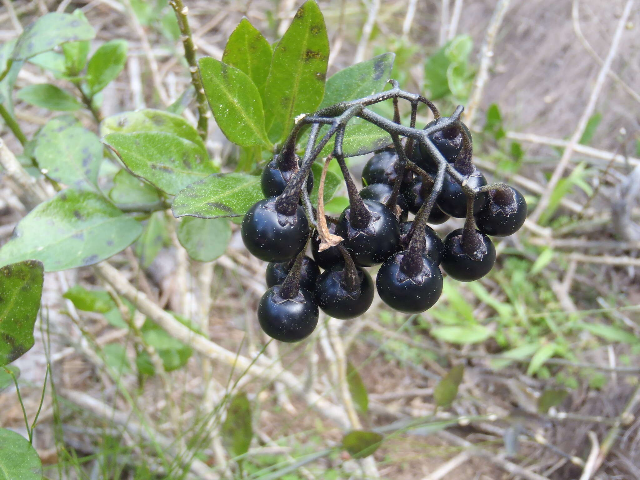 Image of Solanum africanum Dun.