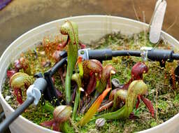 Image of California pitcherplant