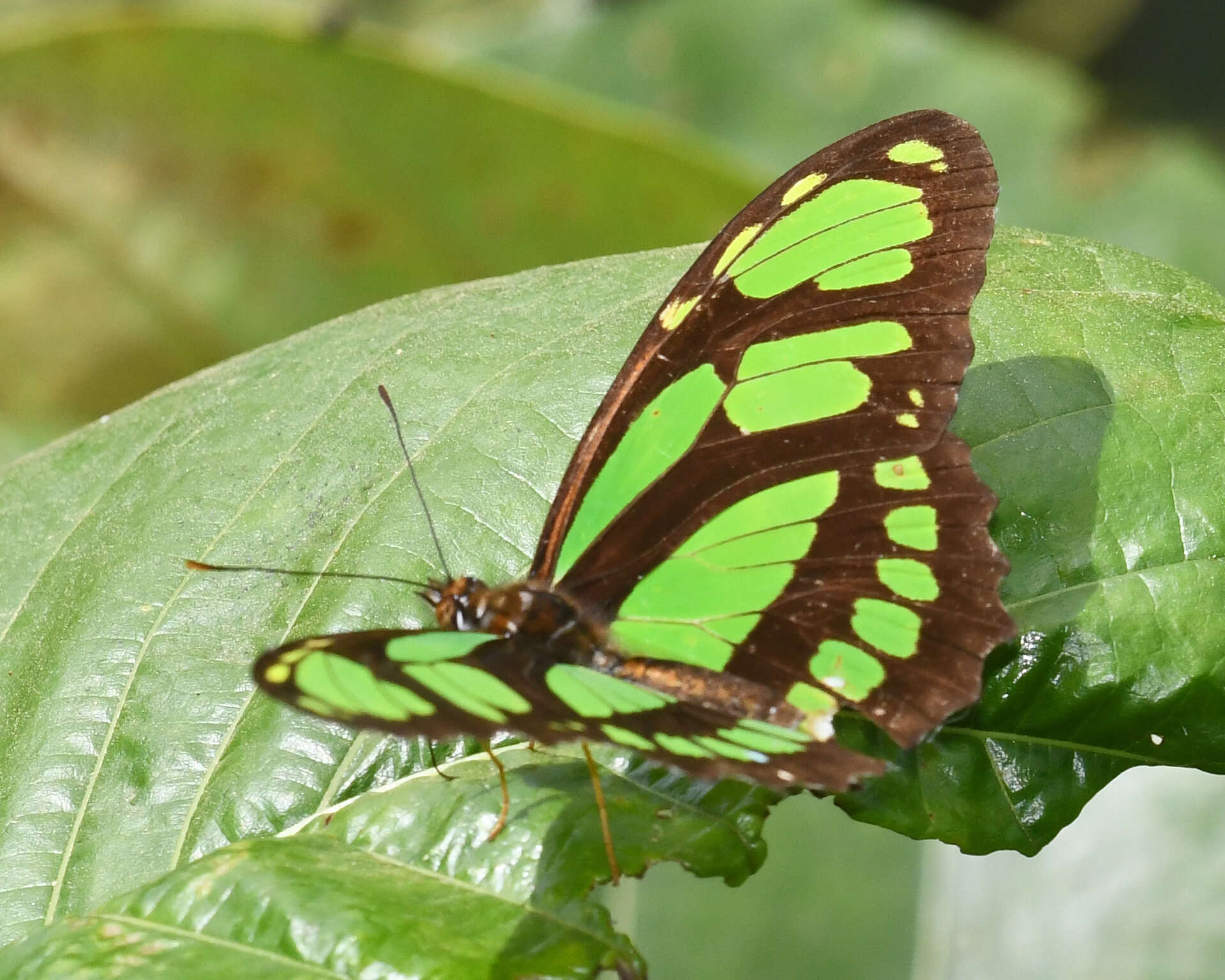 Image of Philaethria ostara