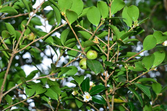 Image of Camellia brevistyla (Hayata) Cohen-Stuart