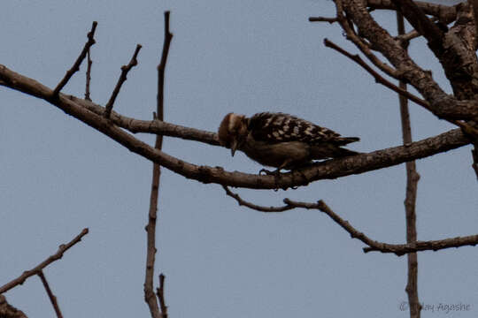 Image of Brown-capped Pygmy Woodpecker