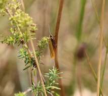 Image of Eilema lutarella Linnaeus 1758