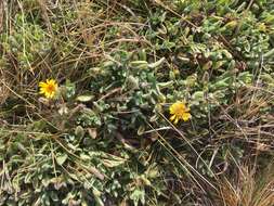 Image of sessileflower false goldenaster