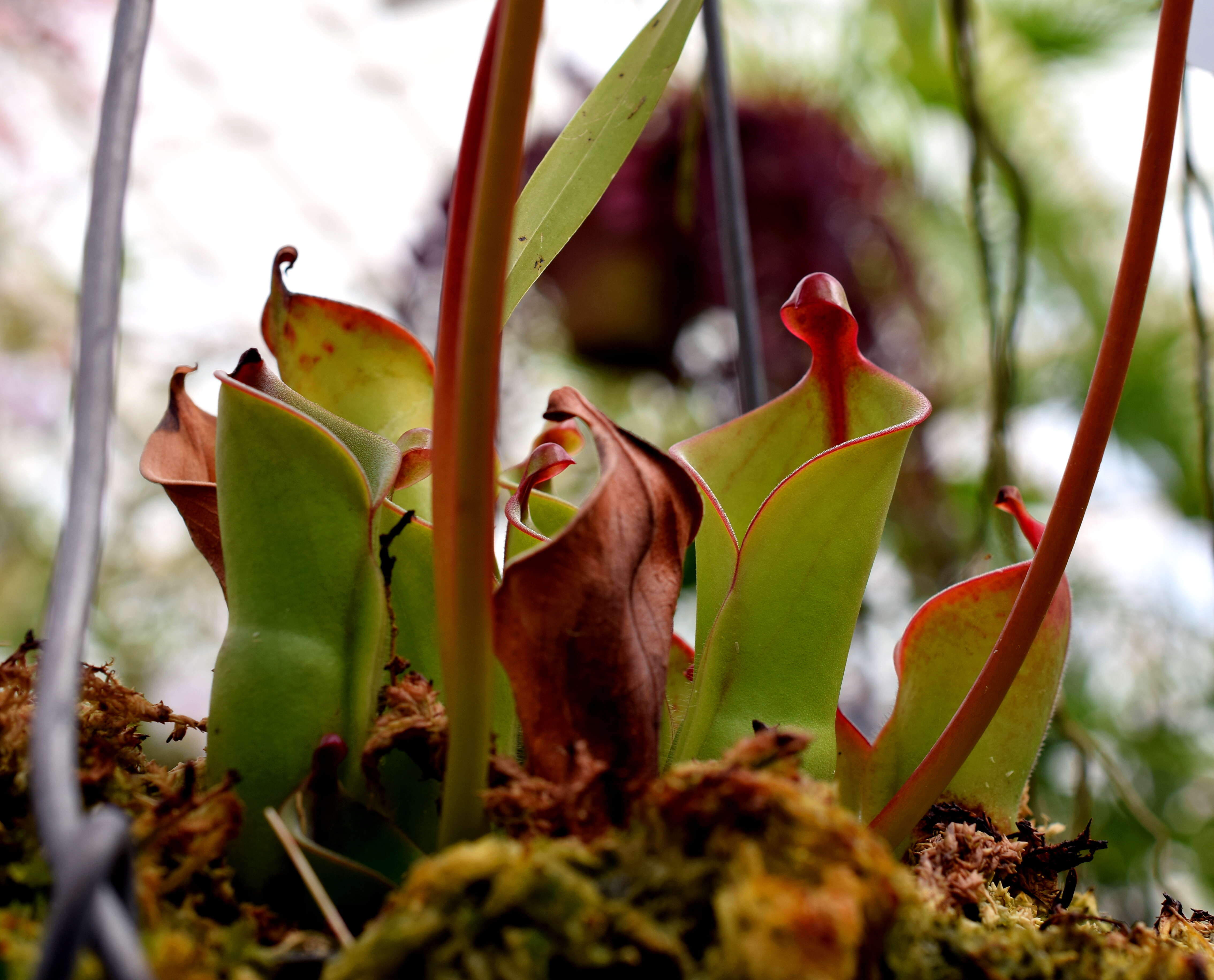 Image of Heliamphora pulchella Wistuba, Carow, Harbarth & Nerz